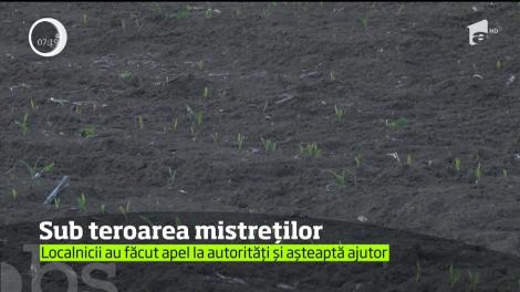 O turmă de porci mistreți a terorizat locuitorii din judeţul Bacău