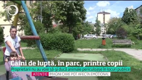 Scene halucinante au fost filmate de reporterii Observator într-un parc din Târgovişte. Un câine de luptă şi de atac e lăsat liber, printre copiii din parc
