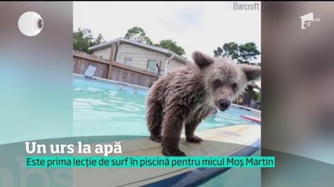 VIDEO de milioane! Ursuleţul mai stăpân pe placa de surf decât mulţi oameni!