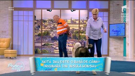 Akita Inu, câinele japonez care a dat naștere celei mai frumoase legende! Ce trebuie să știi despre această rasă?