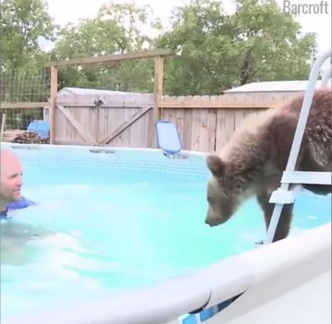 Ursuleţul acesta face spectacol pe placa de surf mai ceva ca oamenii! Privești și te minunezi!