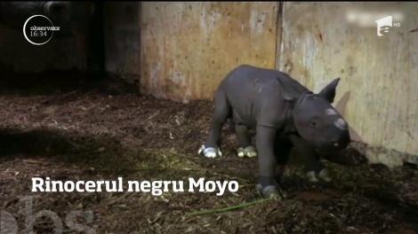 Rinocerul negru Moyo, principala atracţie a unei grădini zoologice din Statele Unite
