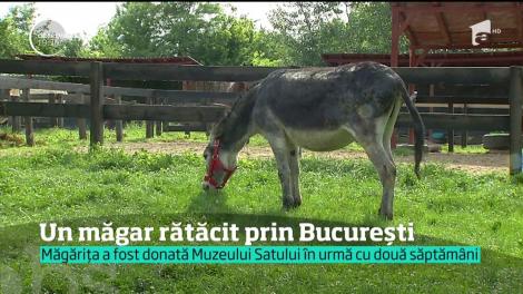 Captură inedită în centrul Capitalei. Poliţia locală a fost chemată să prindă un măgar!