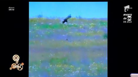 Cel mai tare meci de box s-a dat între un vultur şi un iepure! „Ăsta mic are apucături de cangur”