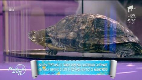 Animale de companie: Tot ce trebuie să ştii despre broasca ţestoasă cu tâmple roşii