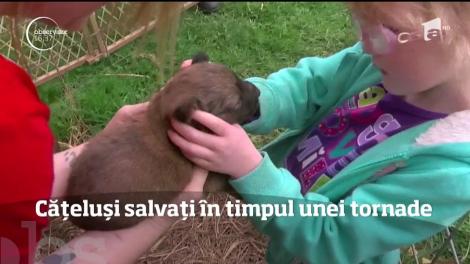 Salvare miraculoasă! Mai mulți cățeluși au rezistat in calea unei tornade nemiloase. Micuții așteaptă șă-și găsească un cămin