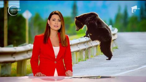 Și urșii merg să se plimbe prin Predeal! Localnicii au filmat isprava animalului, iar clipul face deja senzație!