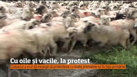 Un cioban din Argeş, cu oile și vacile la protest