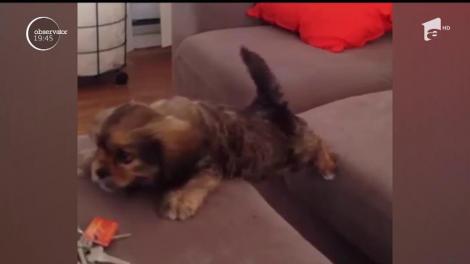 Un cățeluș insistent