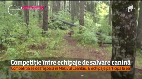 Competiție între echipaje de salvare canină