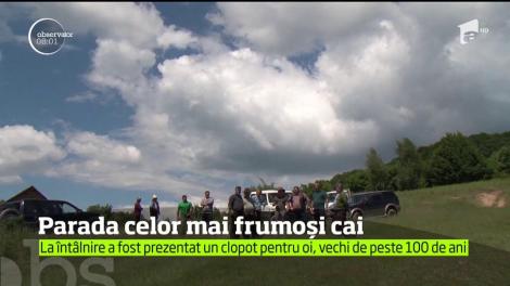 Parada celor mai frumoși cai din Satu Mare