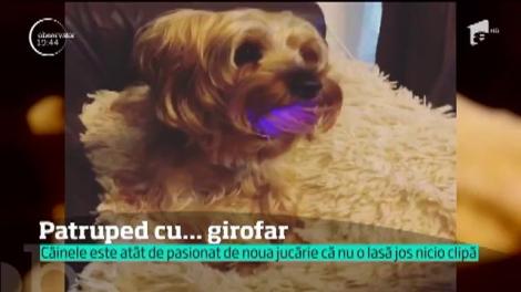 Câinele cu girofar!