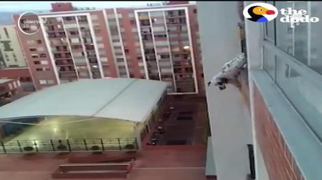 Și-a riscat viaţa pentru a-şi salva vecinul patruped