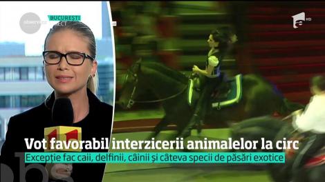 Vot favorabil interzicerii animalelor la circ