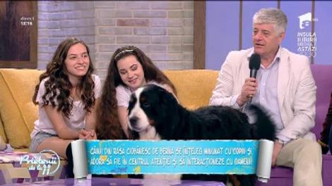 Ciobănescul de Berna, un animal de familie minunat