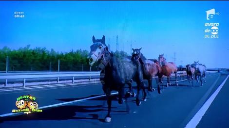 Smiley News: Nu se întâmplă doar în Romînia. Autostradă invadată de o herghelie cai