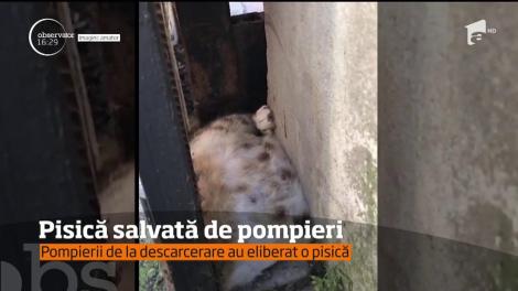 O pisică gestantă a fost salvată de pompierii din Constanța, după ce rămăsese blocată între o poartă metalică şi un zid