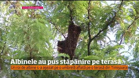 S-au cam speriat trecătorii, în centrul istoric al Timişoarei, după ce un roi de albine a ajuns pe o terasă din Piaţa Unirii
