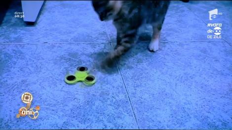 Smiley News: Și pisicile sunt atrase de noua jucărie la modă, ”Spinner-ul'