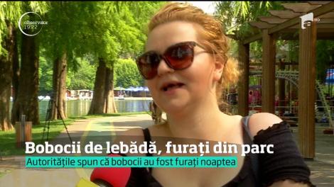 O lebădă care-şi făcuse casă pe un lac din Bucureşti a rămas fără pui. Fotografiile cu bobocii s-au răspândit pe reţelele de socializare