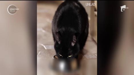 O clinică veterinară din Dublin angajează un m&acirc;ng&acirc;ietor de feline! Clinica oferă aproximativ 25 de mii de euro pe an