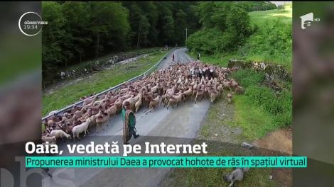 Oaia a ajuns, superstar pe internet