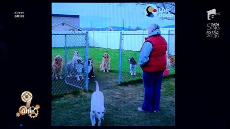 Smiley News: Cățelul pus pe șotii vs. cațelul orgolios