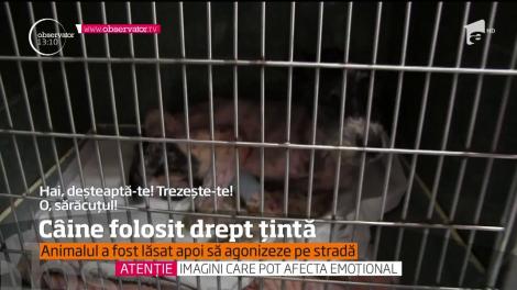 Povestea unui biet căţel sfâşie inimi şi stârneşte revoltă