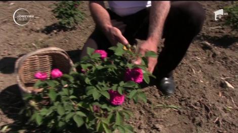 Doi pensionari din judeţul Olt au dezvoltat o afacere cu parfum de trandafiri