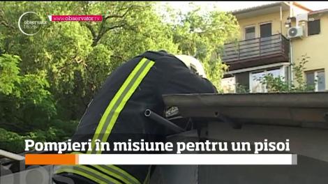 Un pui de pisică a fost salva de pompierii din Timişoara, după ce rămăsese blocat într-o conductă