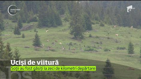 Cei doi bătrâni luaţi de viitură în timp ce încercau să traverseze un pârâu cu o căruţă, au fost găsiţi morţi, în judeţul Bacău