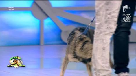 Haha, da, asta chiar e de râs! Un pariu pierdut l-a facut pe Dani... dădacă timp de o săptămână