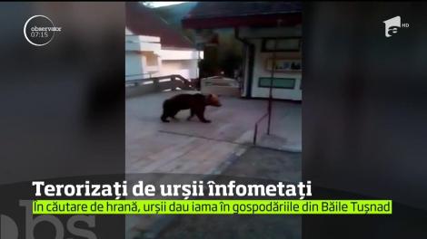 În căutare de hrană, urșii dau iama în gospădăriile din Băile Tușnad