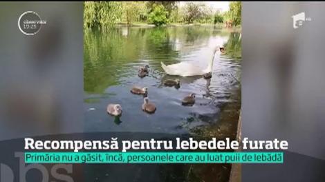Primăria oferă recompensă pentru puii de lebădă furaţi dintr-unul parc din Capitală