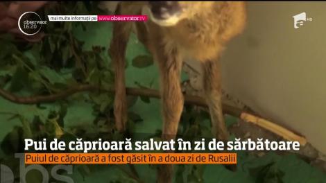 Un pui de căprioară a fost salvat dintr-o pădure din Bistriţa Năsăud! Era atât de slăbit încât nici nu se putea ţine pe picioare