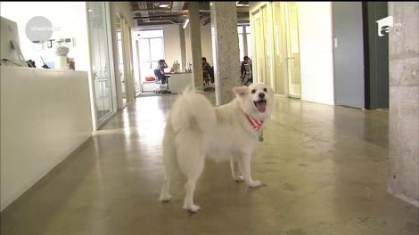 Companiile în care angajații vin cu prietenii patrupezi la birou. Patronii îi încurajează pe aceştia să lucreze alături de căţeii lor