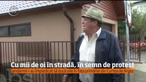 Trei crescători au protestat pe străzile din Curtea de Argeş, cu cele aproximativ 3 mii de oi pe care le dețin