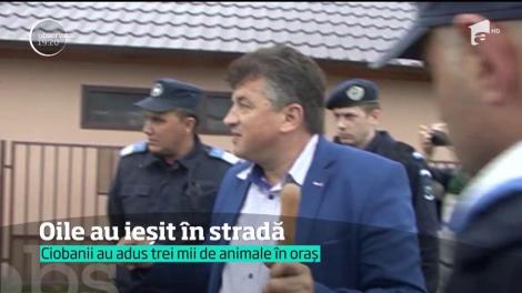 Mai mulți ciobani au protestat în Curtea de Argeș pentru că nu mai au pășuni