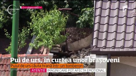 O ursoaică a decis că e în regulă să se plimbe prin Braşov!
