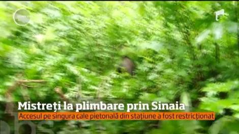 Doi mistreţi rătăciţi au dat bătăi de cap autorităţilor din Sinaia după ce, timp de trei zile, s-au plimbat în voie peste tot