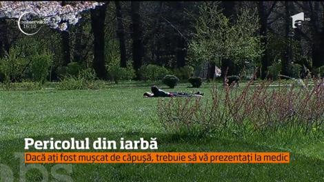 Număr record de cazuri de muşcături de căpușe! Care sunt recomandăile medicilor