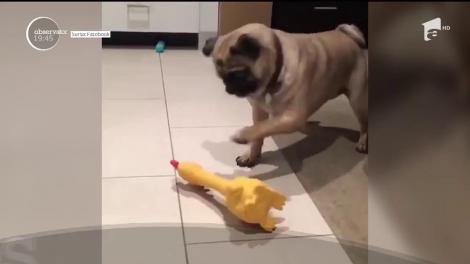 Căţel speriat de noua jucărie primită din partea stăpânilor