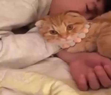 Cerșetoarea de iubire! O pisicuță încearcă să-și trezească stăpânul, pentru o porție de răsfăt, dar adoarme lângă el. Imaginile sunt absolut adorabile!