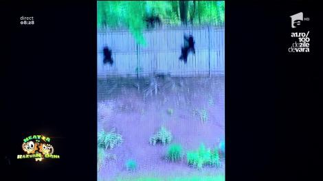 Smiley News: Cei mai simpatici ursuleţi