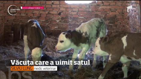 Întâmplare neobişnuită într-un sat din Maramureş. O văcuţă  a adus pe lume patru viţeluşi