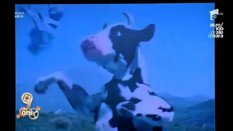 Smiley News: Bătaie în stil european între un shaolin și o vacă