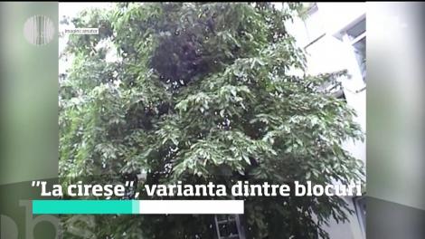 Scena "La Cireşe", varianta dintre blocuri. Peripeţia unui puşti din Bacău s-a încheiat cu o intervenţie în forţă a pompierilor