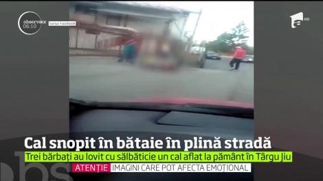Imagini ÎNFIORĂTOARE! Un cal prăbușit în mijlocul străzii, bătut fără milă de trei bărbați (VIDEO)