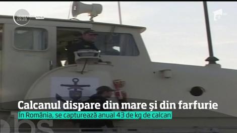 Cel mai scump peşte din Marea Neagră e în pericol. Calcanul ar putea deveni o delicatesă rară