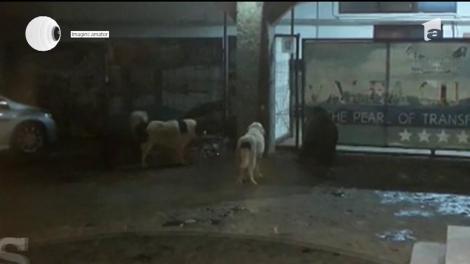 Un urs și-a făcut apariția în apropierea recepției unui hotel din județul Argeș